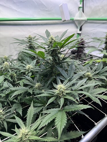Growreport Bild 7