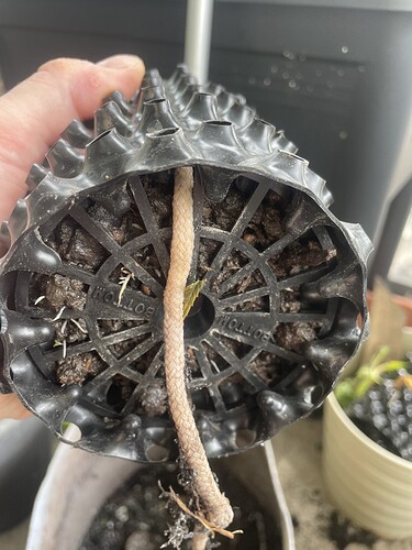 Growreport Bild 5