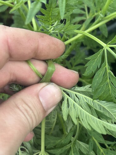 Growreport Bild 46