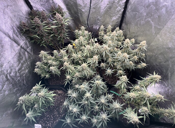 Growreport Bild 6