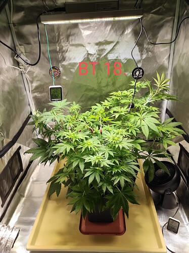 Growreport Bild 3