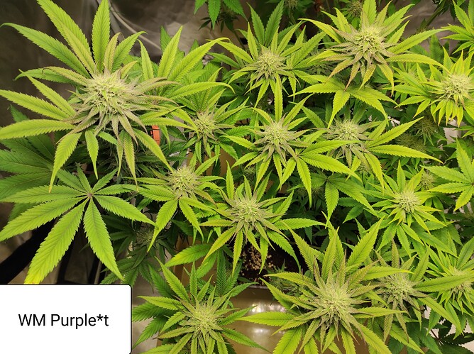Growreport Bild 11