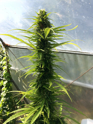 Grow26_0827ErnteBaggy1