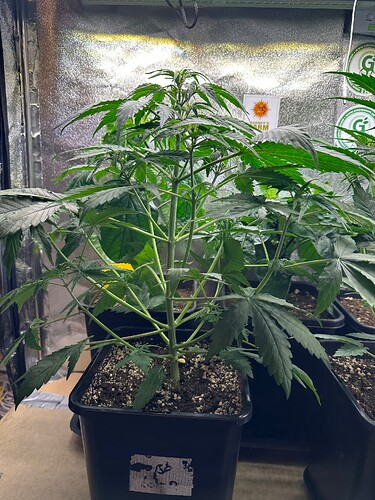 Growreport Bild 30