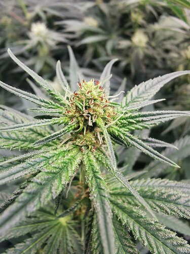Growreport Bild 2