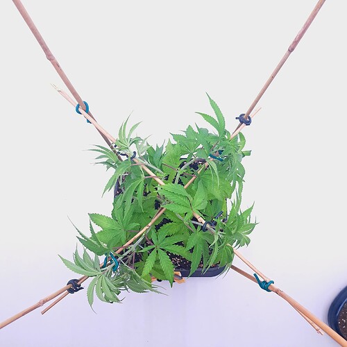 Growreport Bild 9