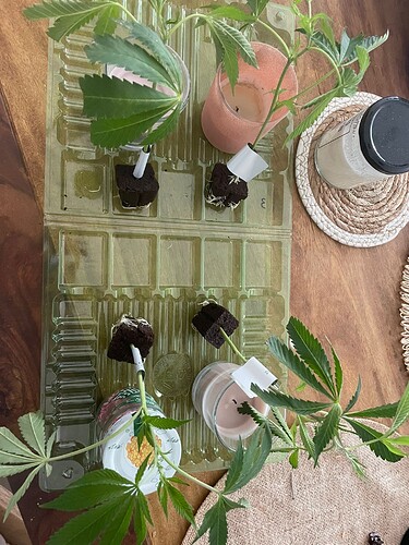 WhatsApp Image 2024-05-13 at 16.37.28