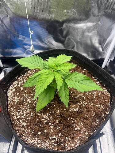 Growreport Bild 8