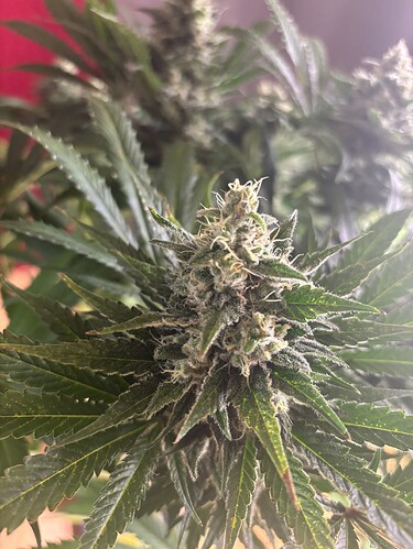 Growreport Bild 2