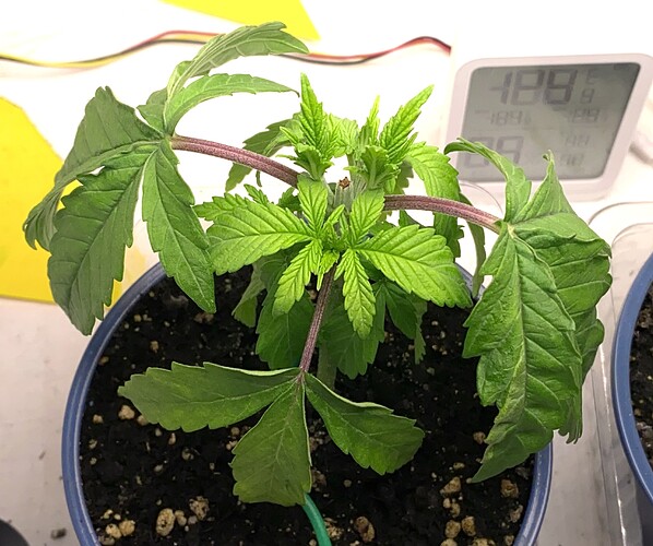 Growreport Bild 27