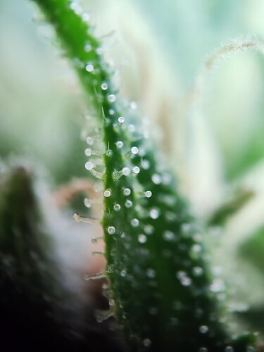 Growreport Bild 7