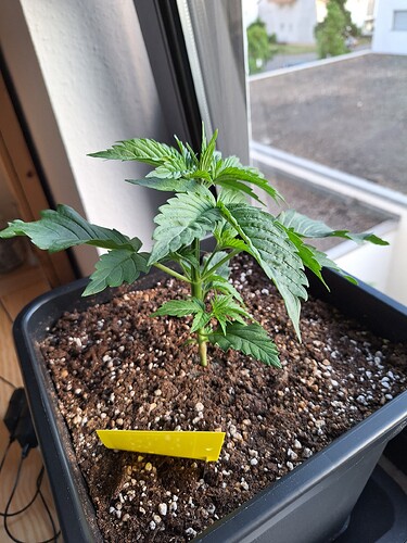 Growreport Bild 5