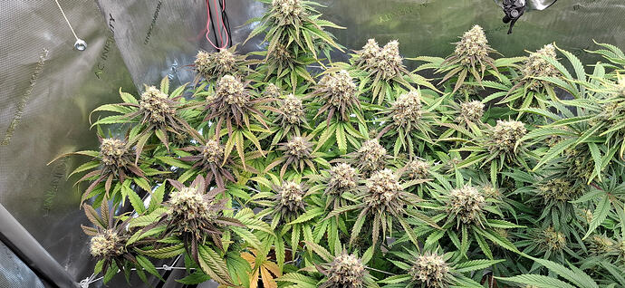 Growreport Bild 7
