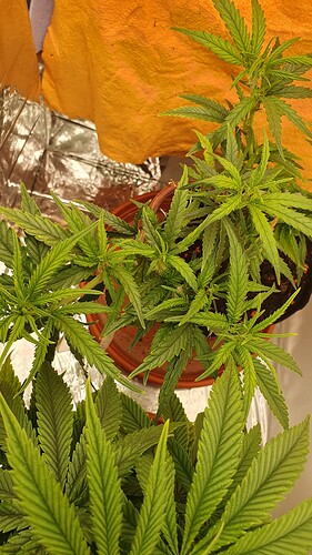 17153478344177435228754053637965