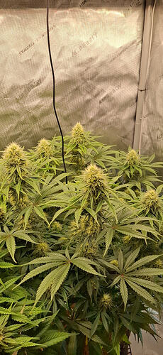 Growreport Bild 2