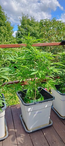 Growreport Bild 19