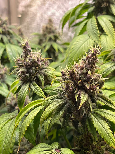 Growreport Bild 6