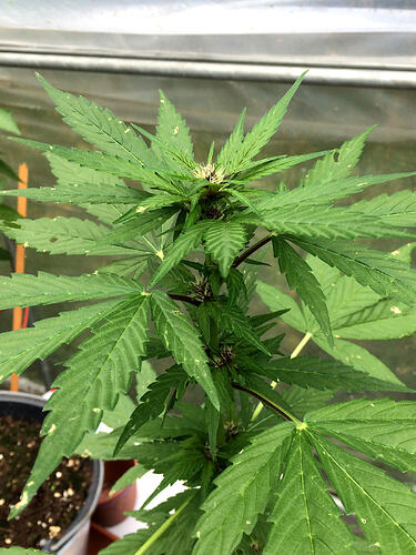 Grow26_0817_13