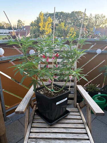 Foto 19.07.25, 06 18 10