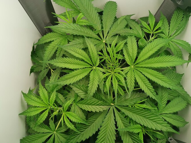 Growreport Bild 4