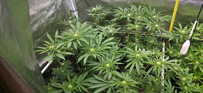 Growreport Bild 42