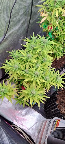 IMG_20251125_204725903_HDR