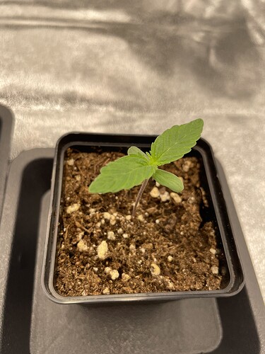 Growreport Bild 16