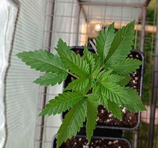 IMG_20240526_150726~2