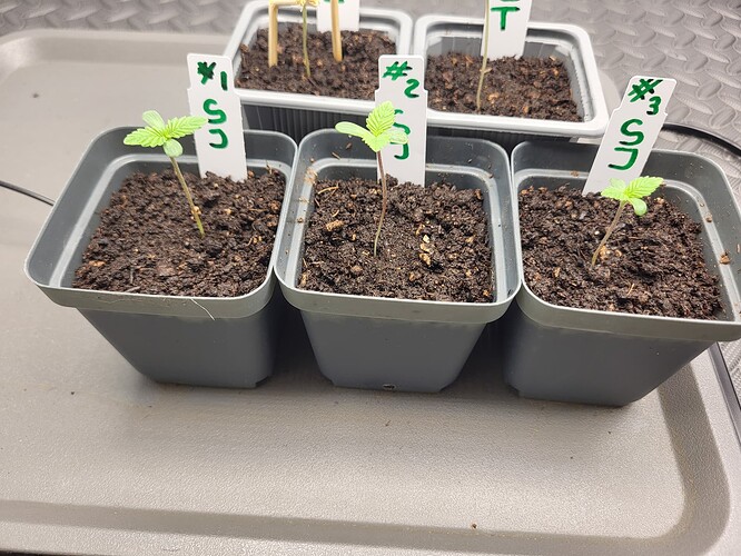 Growreport Bild 3