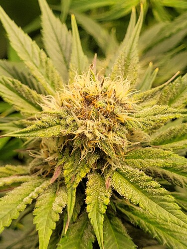 Growreport Bild 9