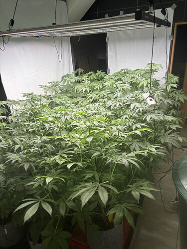 Growreport Bild 43