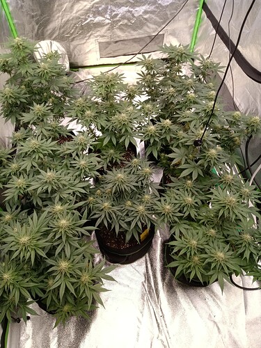 Growreport Bild 1