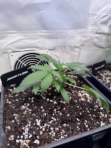 Growreport Bild 4