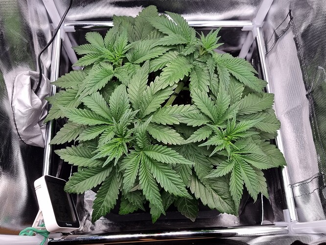 Growreport Bild 1