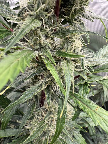 Growreport Bild 20