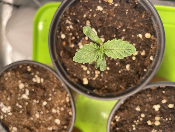 Growreport Bild 3