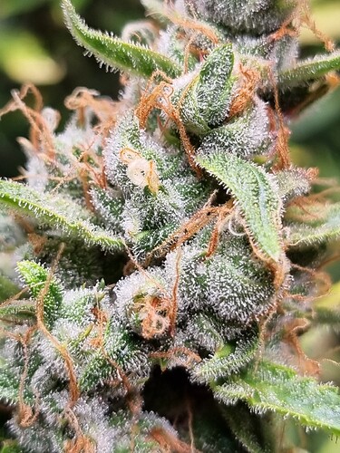 Growreport Bild 14