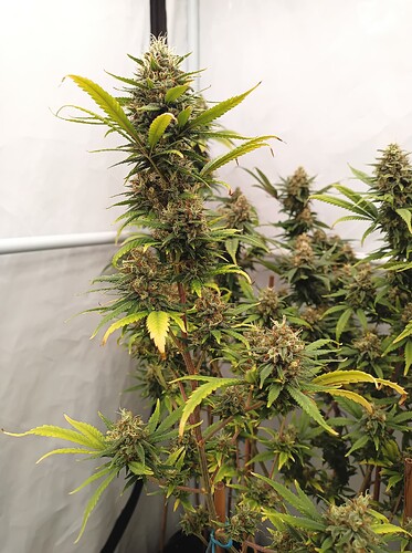 Growreport Bild 11