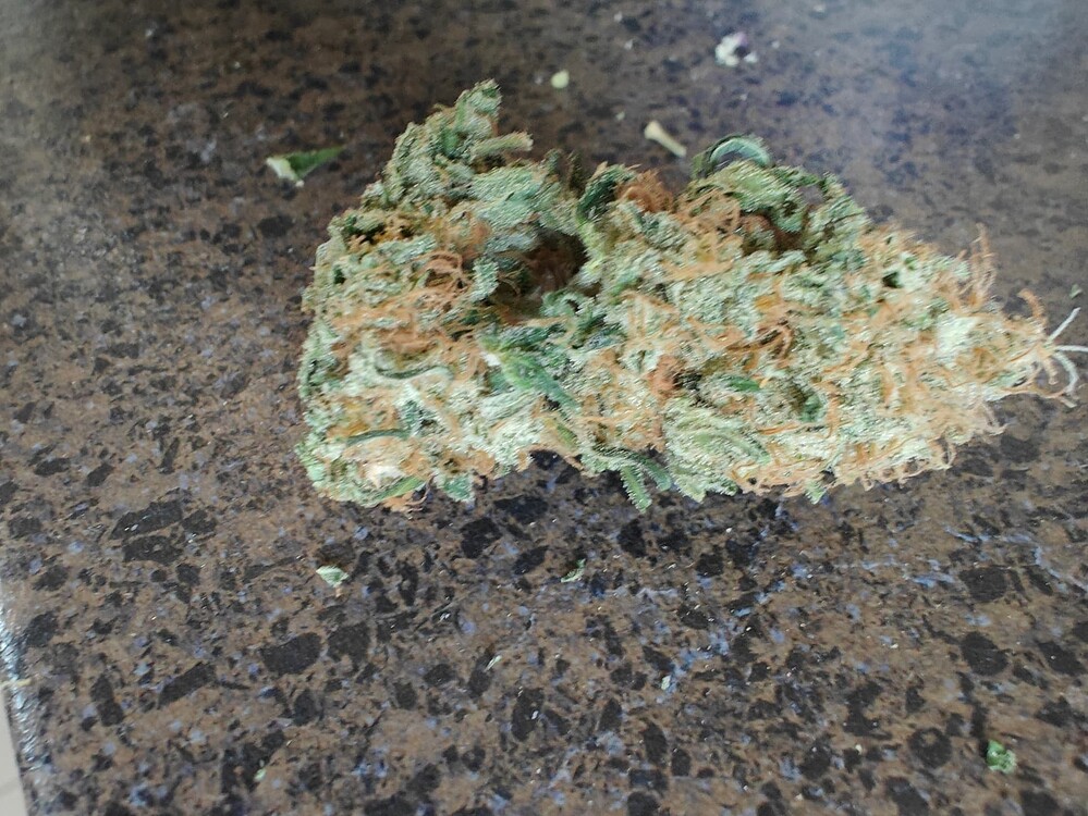 Mein erster Indoor Grow: 3x RQS Critical Kush fem. Photo