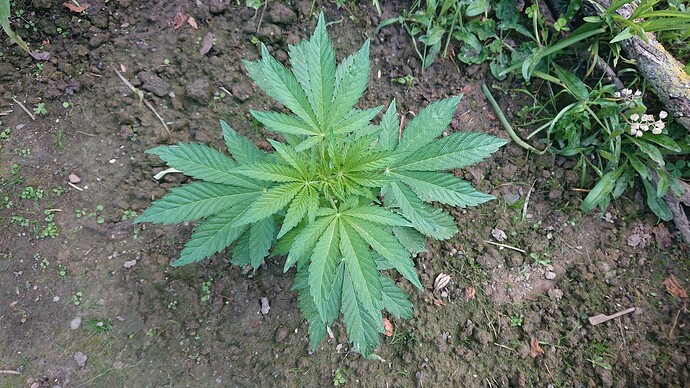 Growreport Bild 33