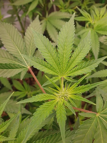 Growreport Bild 4