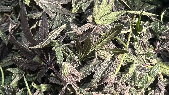Growreport Bild 15