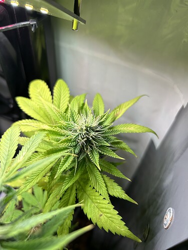 Growreport Bild 4