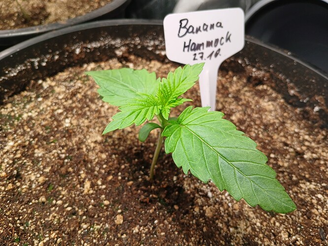Growreport Bild 1