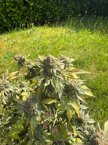 Growreport Bild 1