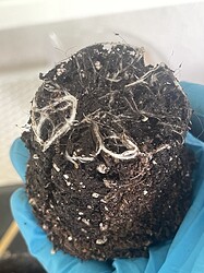 Growreport Bild 10