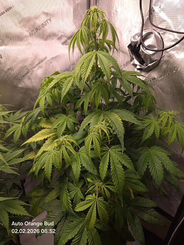Eine Cannabis-Pflanze in einem Grow-Zelt mit reflektierenden Wänden.