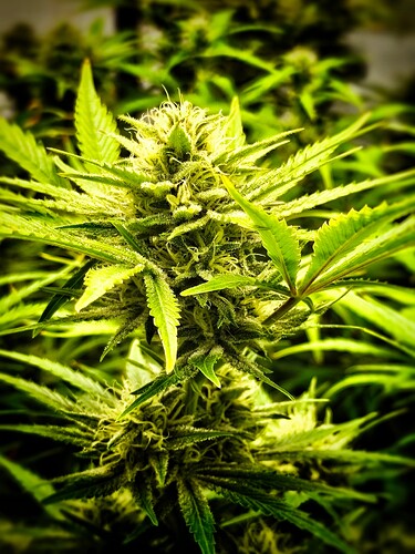 Growreport Bild 5