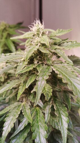 Growreport Bild 12
