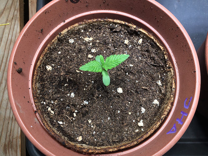 Grow26_0618_1